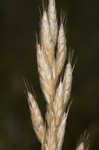 Soft brome